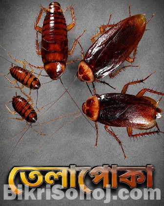 Raj Pest Control Service